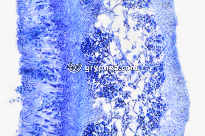 Lichen - coupe du thalle CT x100 - gryphea.com